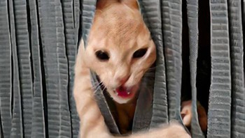 Mode reog dinyalakan. Foto: Boredpanda