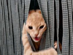 Deretan Foto Hewan Peliharaan Jadi Monster Menakutkan