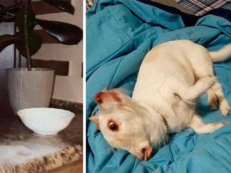 Deretan Foto Hewan Peliharaan Jadi Monster Menakutkan