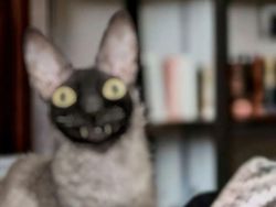 Deretan Foto Hewan Peliharaan Jadi Monster Menakutkan