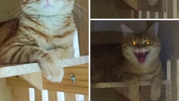 Ketika si imut marah.... Foto: Boredpanda