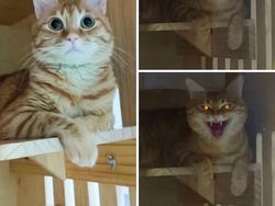 Deretan Foto Hewan Peliharaan Jadi Monster Menakutkan