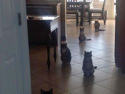 Deretan Foto Hewan Peliharaan Jadi Monster Menakutkan