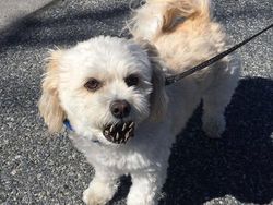 Deretan Foto Hewan Peliharaan Jadi Monster Menakutkan