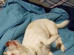 Deretan Foto Hewan Peliharaan Jadi Monster Menakutkan