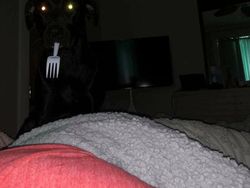 Deretan Foto Hewan Peliharaan Jadi Monster Menakutkan