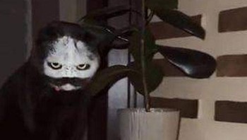 Kucing ini memasukan mukanya dalam tepung di mangkok. Mungkin dia bete karena mengira susu. Melihatnya di malam hari auto bikin takut ya detikers. yang Foto: Boredpanda 