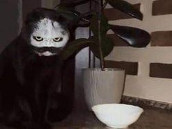 Deretan Foto Hewan Peliharaan Jadi Monster Menakutkan