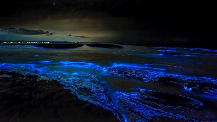 ilustrasi fenomena bioluminescence
