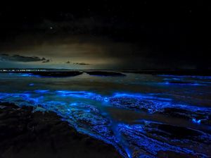 55 Contoh Kalimat Bioindikator dan Bioluminescence Beserta Artinya