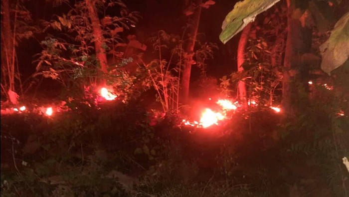 kebakaran hutan jati di situbondo