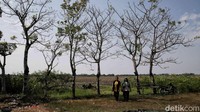 Badan Meteorologi, Klimatologi dan Geofisika (BMKG) menyampaikan 63 persen wilayah zona musim di Indonesia terdampak fenomena El Nino.  