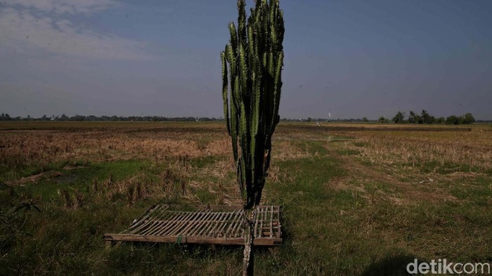 Fenomena El Nino menyebabkan kemarau berkepanjangan di sejumlah wilayah Indonesia. Salah satunya di Kabupaten Bekasi, Jawa Barat.