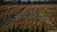 Kemarau juga menyebabkan tanaman padi warga gagal panen.  