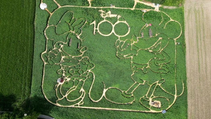 German farmers pay homage to Disney's 100th anniversary with a Mouse hunt, visitors can get lost and found in a giant maze formed in the shape of Micky and Minnie labyrinth which is cut into a corn field in Utting at lake Ammersee, Germany, July 31, 2023.     REUTERS/Louisa Off
