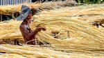 Potret Restorasi Ekosistem Hutan Gambut di Kalimantan Tengah