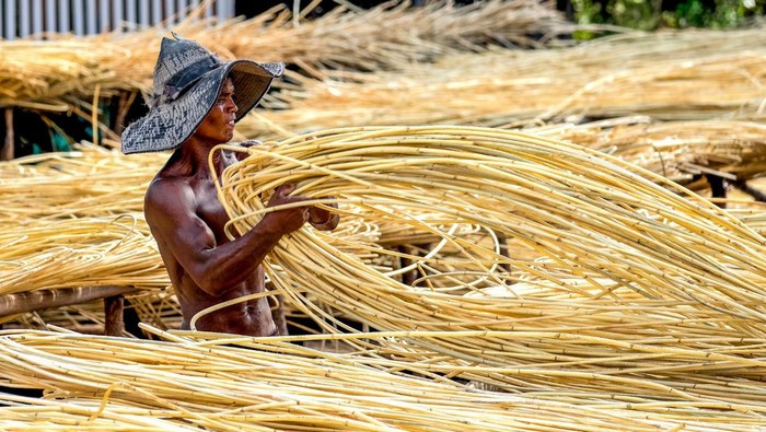 Potret Restorasi Ekosistem Hutan Gambut di Kalimantan Tengah Katingan Mentaya Project (KMP) meluncurkan Laporan “SDG Impact Report” atas pencapaian Proyek terhadap 17 Tujuan Pembangunan Berkelanjutan dari Perserikatan Bangsa-Bangsa (United Nations Sustainable Development Goals/UN SDG).