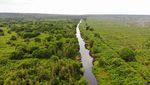 Potret Restorasi Ekosistem Hutan Gambut di Kalimantan Tengah