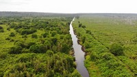 Dalam laporan tersebut memaparkan pencapaian KMP, sebuah proyek restorasi ekosistem hutan gambut seluas lebih dari 157.000 hektar di Kalimantan Tengah yang didirikan dan dikelola oleh PT Rimba Makmur Utama (RMU) terhadap 70 target kerja, dengan 68 indikator spesifik  yang dilakukan proyek di tingkat tapak.   
