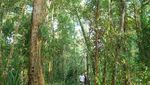 Potret Restorasi Ekosistem Hutan Gambut di Kalimantan Tengah