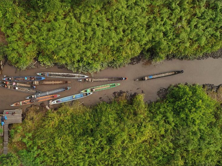 Potret Restorasi Ekosistem Hutan Gambut di Kalimantan Tengah