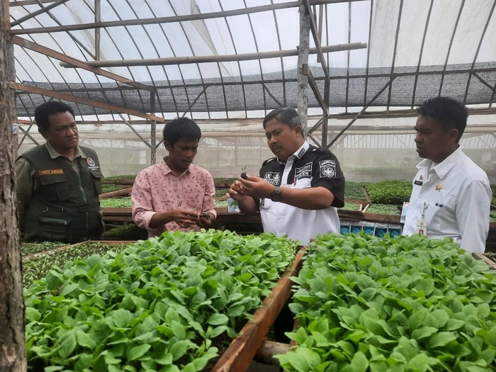 Program Food Estate membawa berkah bagi para petani dan pelaku usaha di sekitarnya, salah satunya dengan tumbuhnya bisnis penyediaan benih sayuran dalam greenhouse di sekitar kawasan Food Estate Humbang Hasundutan (Humbahas).