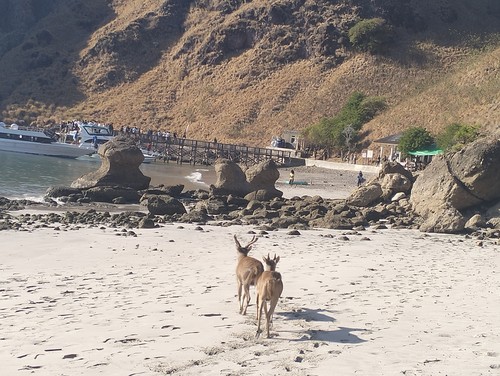 Rusa tersebut terus berjalan menuju lapak dagang kepala muda dekat pos tiket atau titik start treking Pulau Padar, TN Komodo. Jumat (27/7/2023). (Ambrosius Ardin)