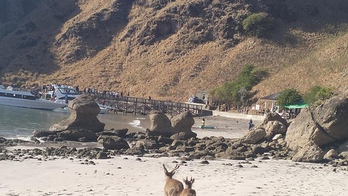 Rusa tersebut terus berjalan menuju lapak dagang kepala muda dekat pos tiket atau titik start treking Pulau Padar, TN Komodo. Jumat (27/7/2023). (Ambrosius Ardin)