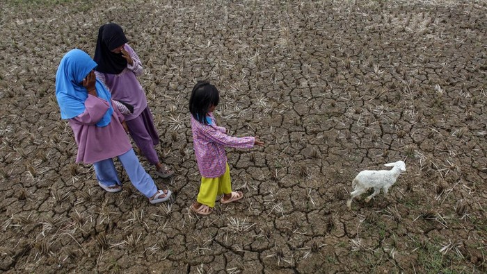 Sejumlah anak bermain di sawah yang tanahnya kering akibat musim kemarau di Jonggol, Kabupaten Bogor, Jawa Barat, Rabu (2/8/2023). Badan Meteorologi, Klimatologi dan Geofisika (BMKG) menyampaikan 63 persen wilayah zona musim di Indonesia terdampak fenomena El Nino, yang menyebabkan musim kemarau menjadi lebih kering. ANTARA FOTO/Yulius Satria Wijaya/aww.