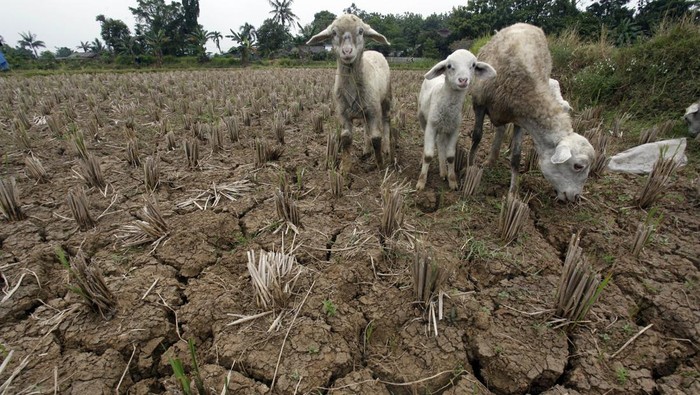 Sejumlah anak bermain di sawah yang tanahnya kering akibat musim kemarau di Jonggol, Kabupaten Bogor, Jawa Barat, Rabu (2/8/2023). Badan Meteorologi, Klimatologi dan Geofisika (BMKG) menyampaikan 63 persen wilayah zona musim di Indonesia terdampak fenomena El Nino, yang menyebabkan musim kemarau menjadi lebih kering. ANTARA FOTO/Yulius Satria Wijaya/aww.