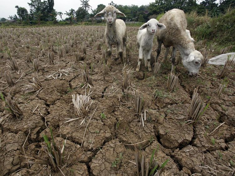 Ngeri! El Nino Bikin Sebagian Wilayah RI Kekeringan