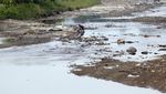 Musim Kemarau Bikin Sungai Cipamingkis Bogor Mengering