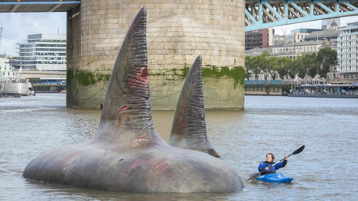 Penampakan tiga sirip hiu di Inggris, warga mengaitkannya dengan megalodon.
