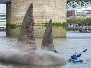 Warga London Kaget Lihat Penampakan 3 Sirip Hiu Seukuran Megalodon