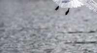 Tingkah Kocak Burung Dalam Bidikan Kamera
