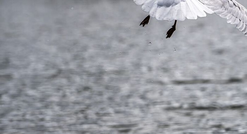 Tingkah Kocak Burung Dalam Bidikan Kamera