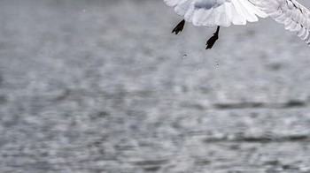 Cuma kelihatan kakinya. Foto: Boredpanda