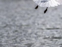 Tingkah dan Ekspresi Kocak Burung Dalam Bidikan Kamera