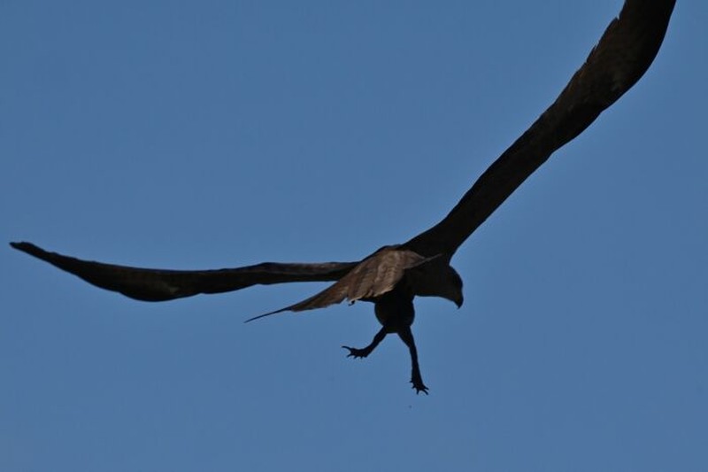Tingkah Kocak Burung Dalam Bidikan Kamera