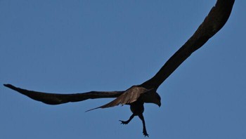 Ketika burung terbang seolah sambil jalan .Foto: Boredpanda
