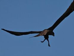 Tingkah dan Ekspresi Kocak Burung Dalam Bidikan Kamera