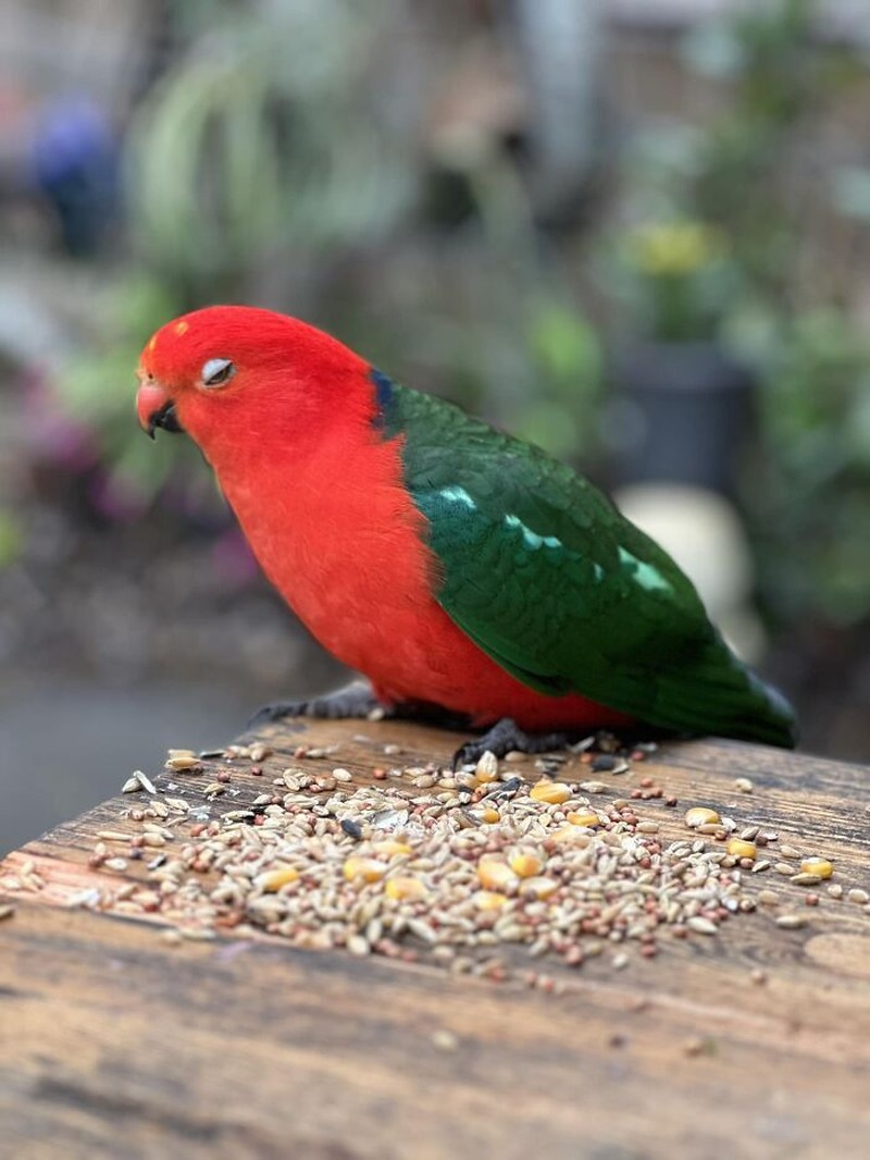 Tingkah Kocak Burung Dalam Bidikan Kamera