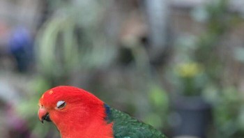 Ketika burung melakukan Bombastic Eyes. Foto: Boredpanda