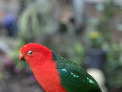 Tingkah dan Ekspresi Kocak Burung Dalam Bidikan Kamera