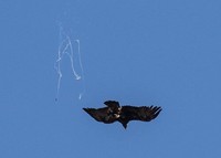 Tingkah Kocak Burung Dalam Bidikan Kamera
