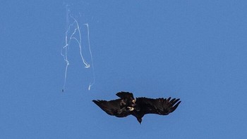 Eh burungnya lagi sakit perut. Foto: Boredpanda