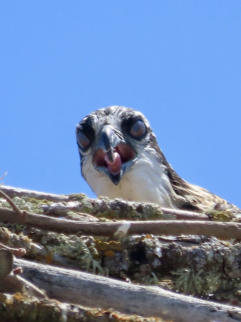 Tingkah Kocak Burung Dalam Bidikan Kamera