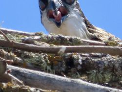 Tingkah dan Ekspresi Kocak Burung Dalam Bidikan Kamera
