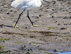 Tingkah dan Ekspresi Kocak Burung Dalam Bidikan Kamera