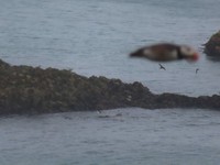 Tingkah Kocak Burung Dalam Bidikan Kamera